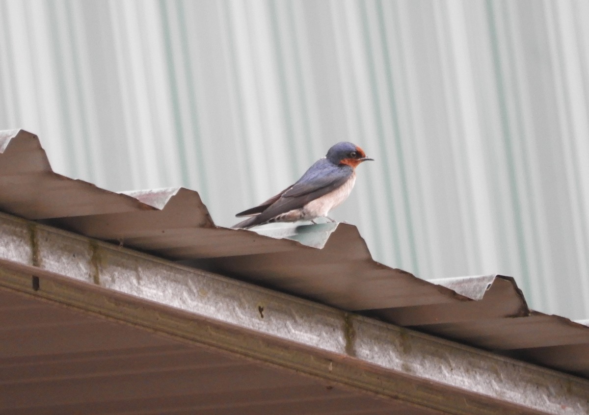 Pacific Swallow - ML634215301