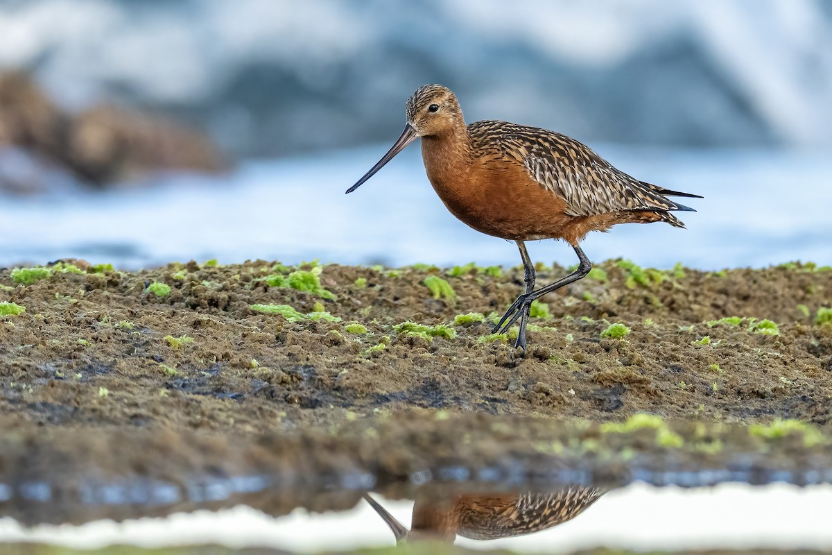 Bar-tailed Godwit - ML634215314