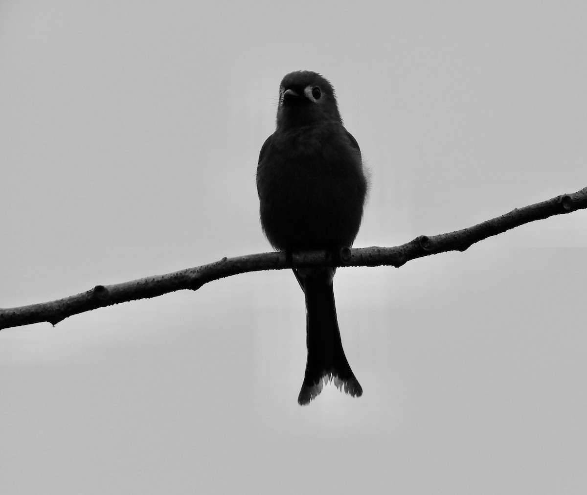 Ashy Drongo - ML634215337