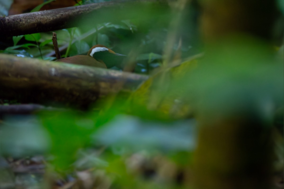 Malaysian Rail-babbler - ML634215349