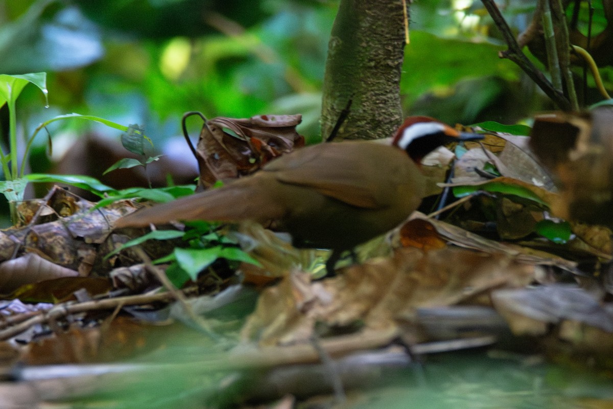 Malaysian Rail-babbler - ML634215350