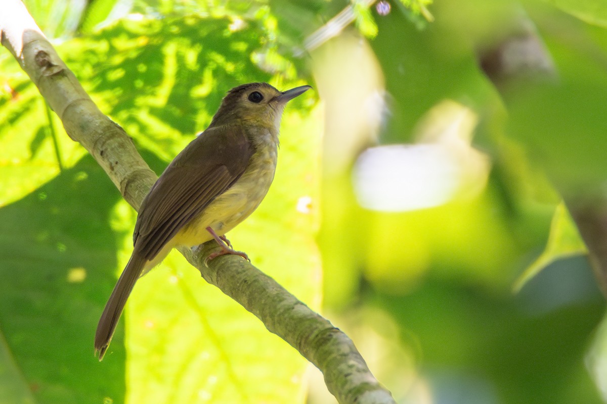 Hairy-backed Bulbul - ML634215351