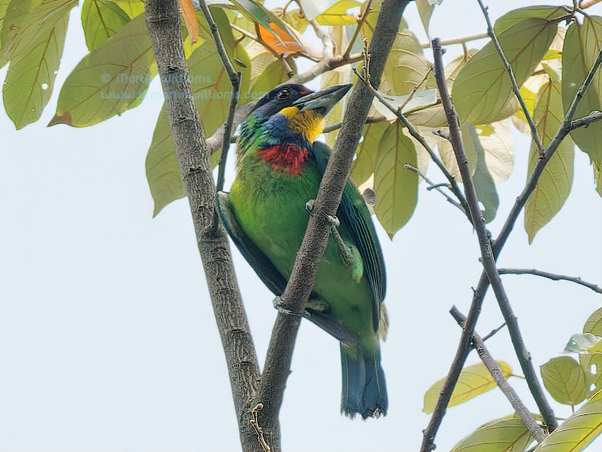 Chinese Barbet - ML634215355