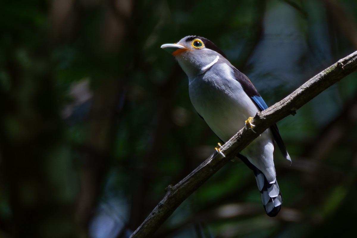 Silver-breasted Broadbill - ML634215359