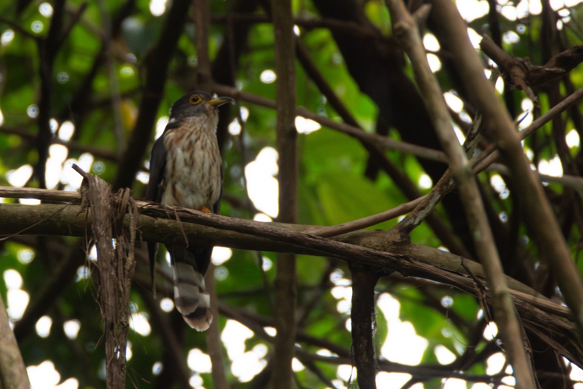 Malaysian Hawk-Cuckoo - ML634215379