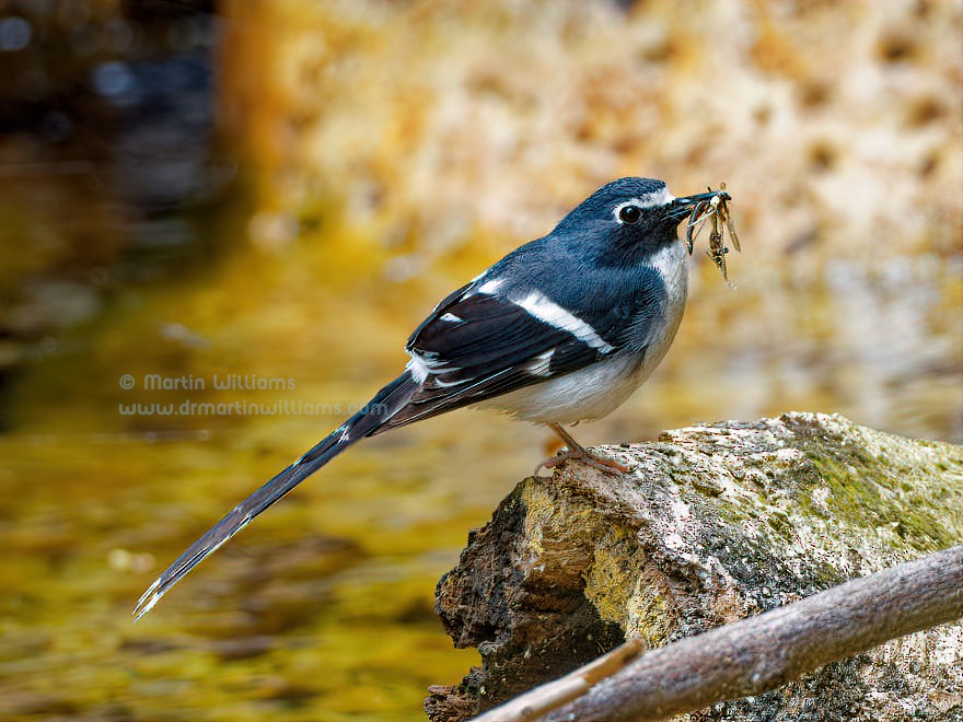 Slaty-backed Forktail - ML634215380