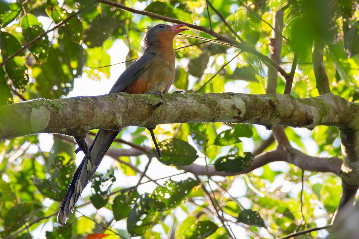Red-billed Malkoha - ML634215415