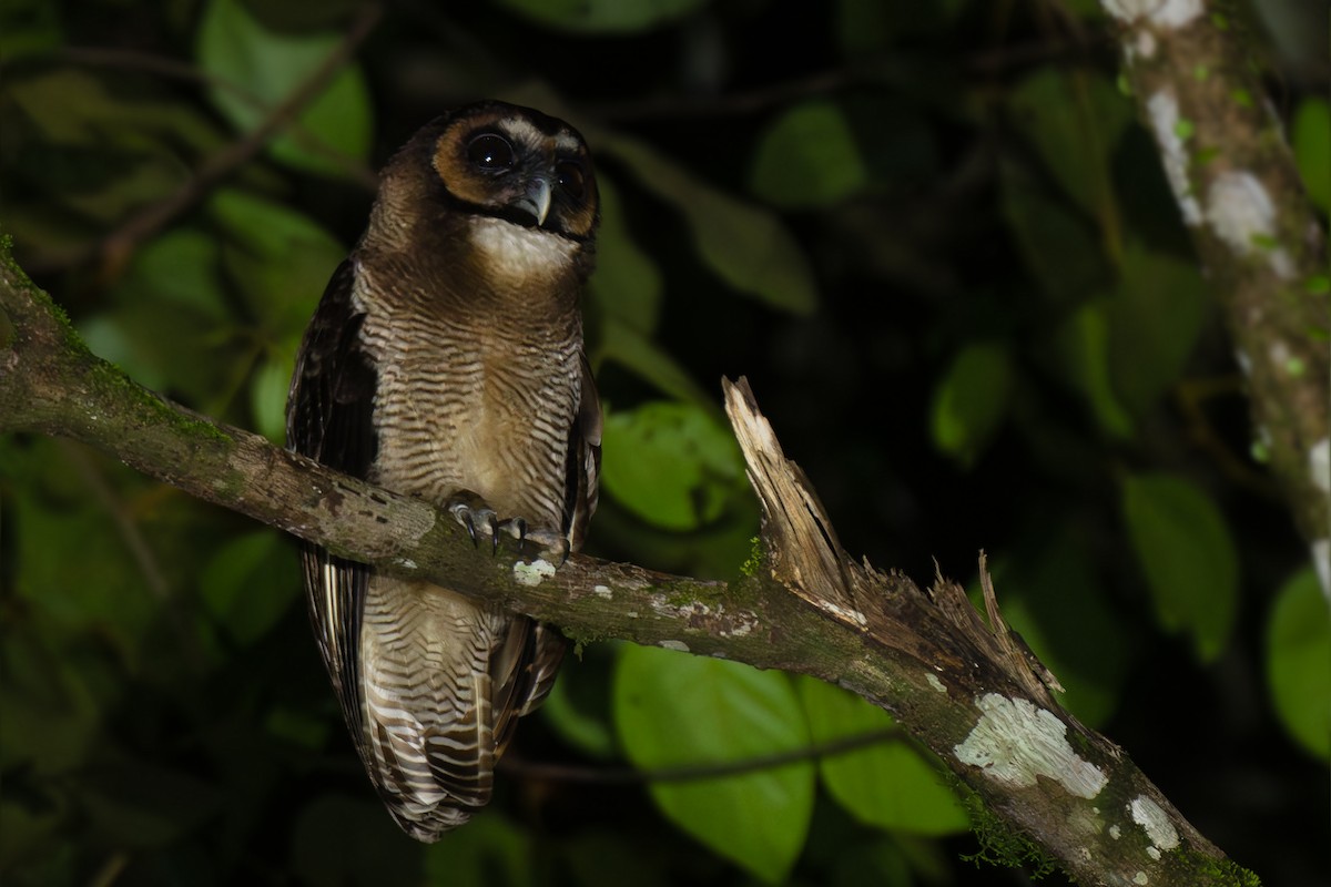 Brown Wood-Owl - ML634215482