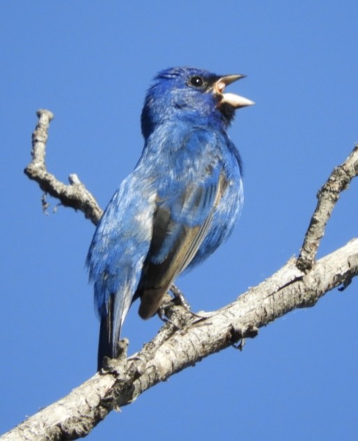 Indigo Bunting - ML634215529