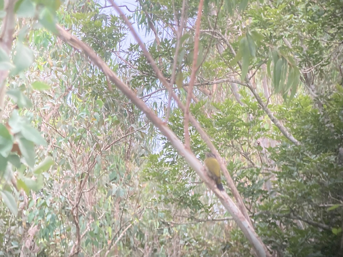Streak-throated Woodpecker - ML634215585