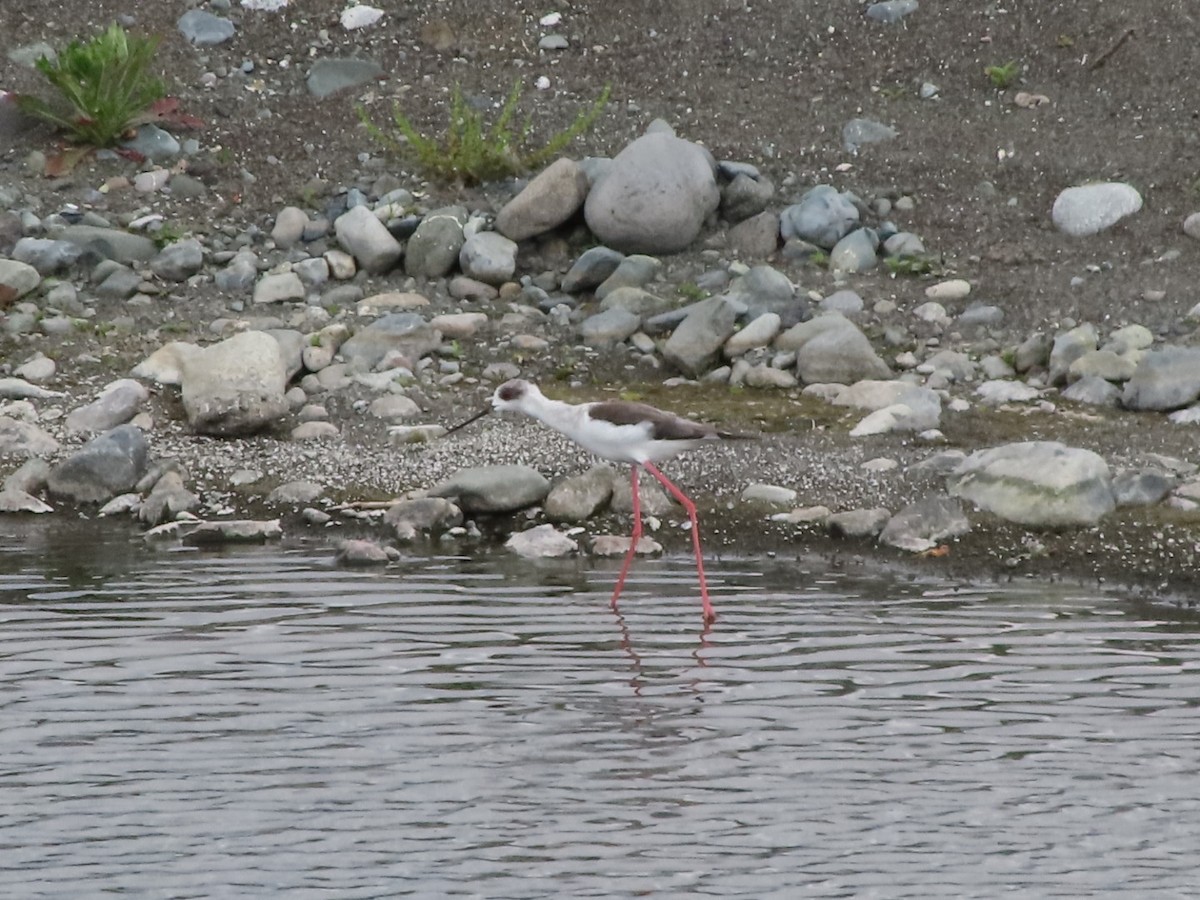 Black-winged Stilt - ML634215612