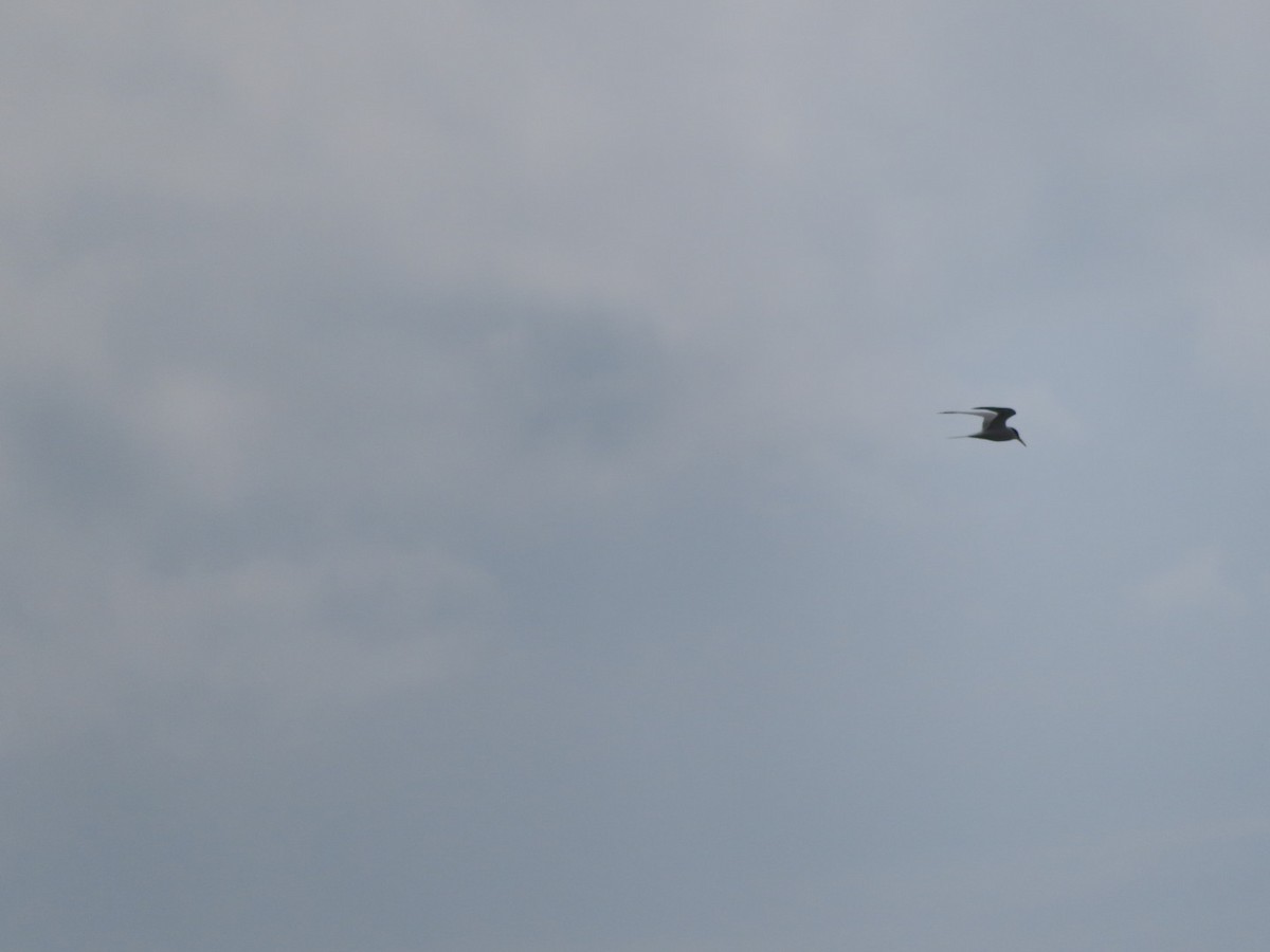 Little Tern - ML634215619