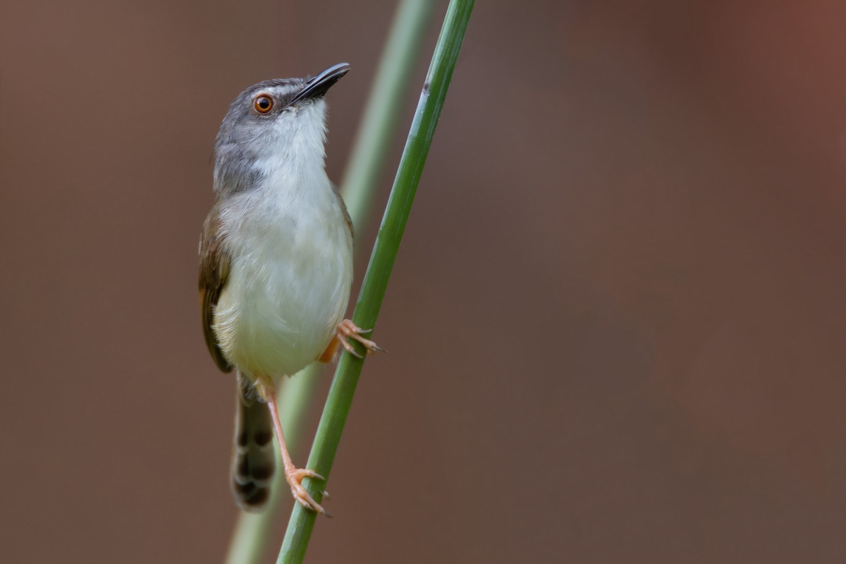 Rufescent Prinia - ML634215774