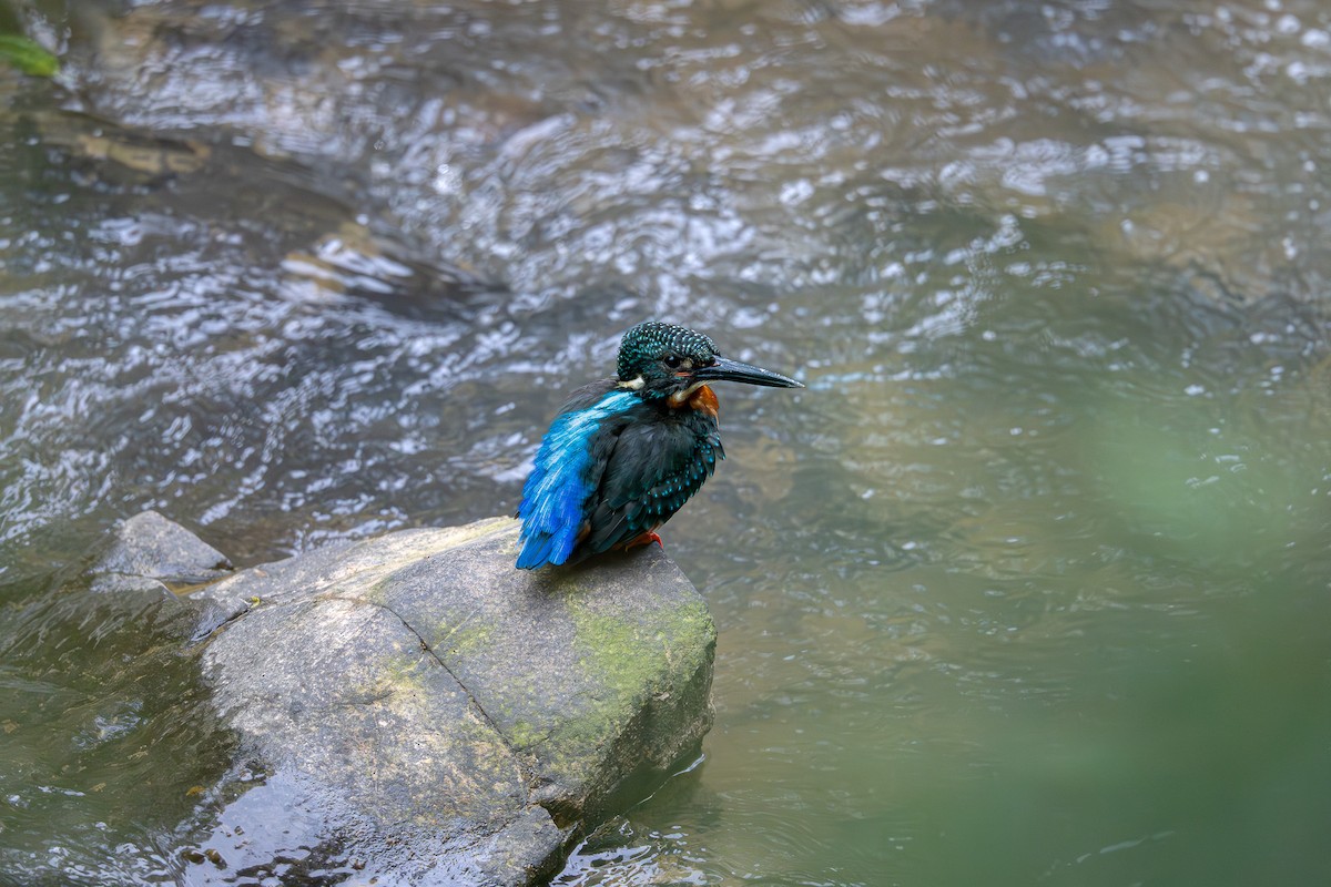 Blyth's Kingfisher - ML634215780