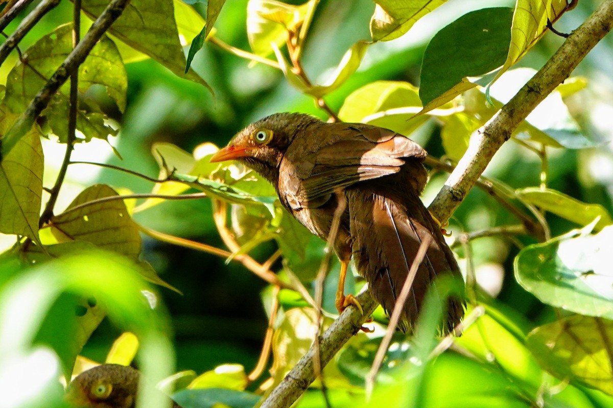 Orange-billed Babbler - ML634215792