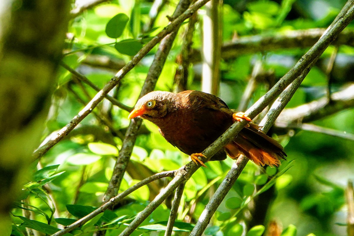 Orange-billed Babbler - ML634215793