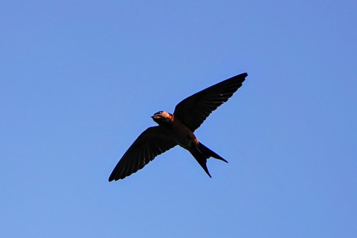 Sri Lanka Swallow - ML634215819