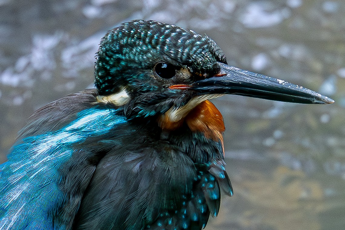 Blyth's Kingfisher - ML634215831
