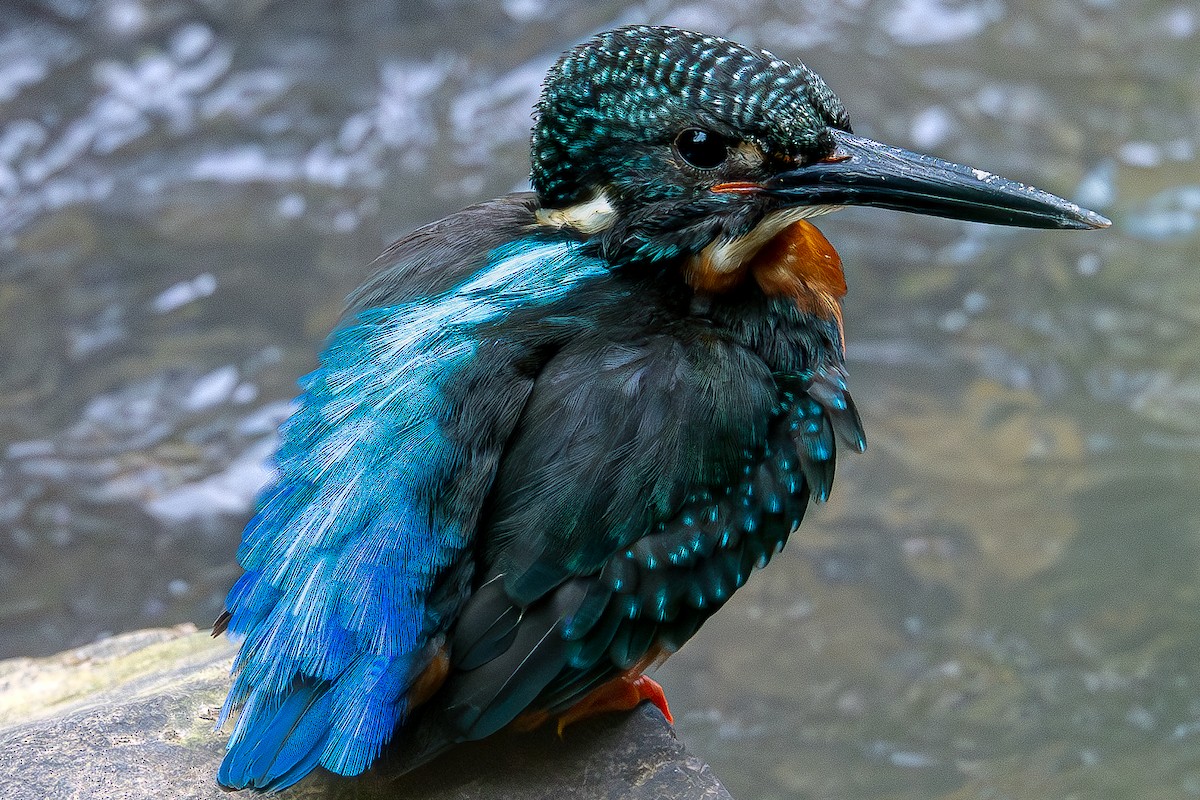 Blyth's Kingfisher - ML634215832