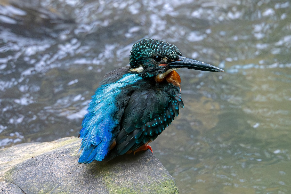 Blyth's Kingfisher - ML634215833