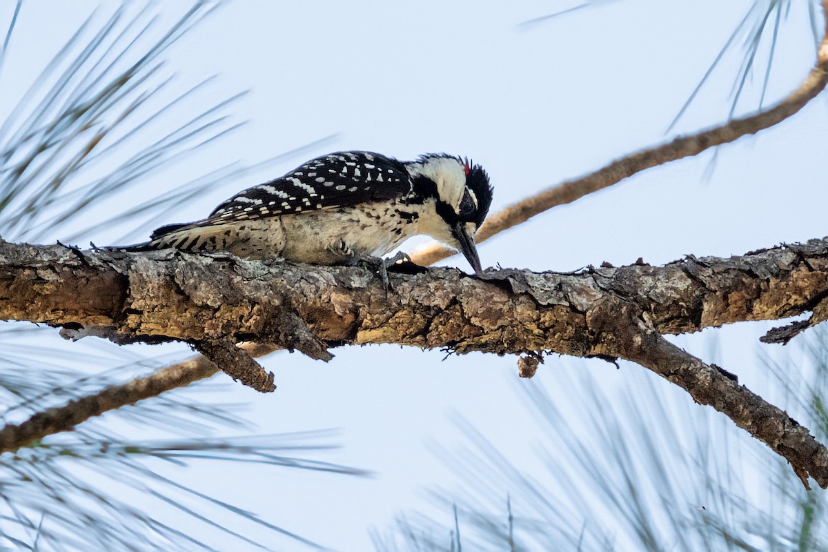 Red-cockaded Woodpecker - ML634215886