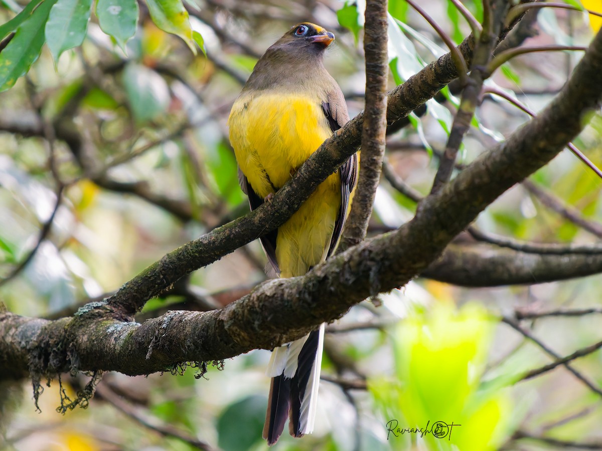 Trogon de Ward - ML634216138