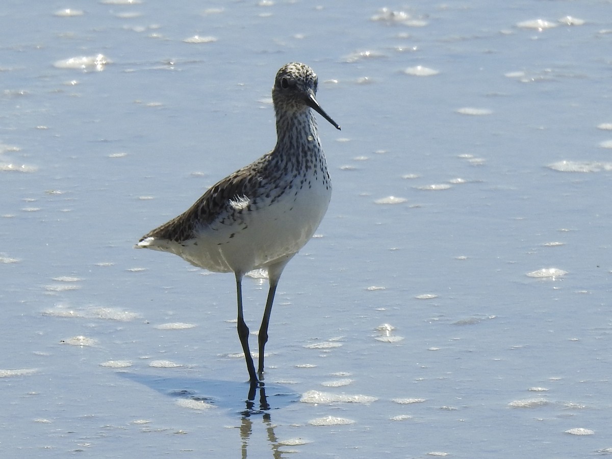 Marsh Sandpiper - ML634216154