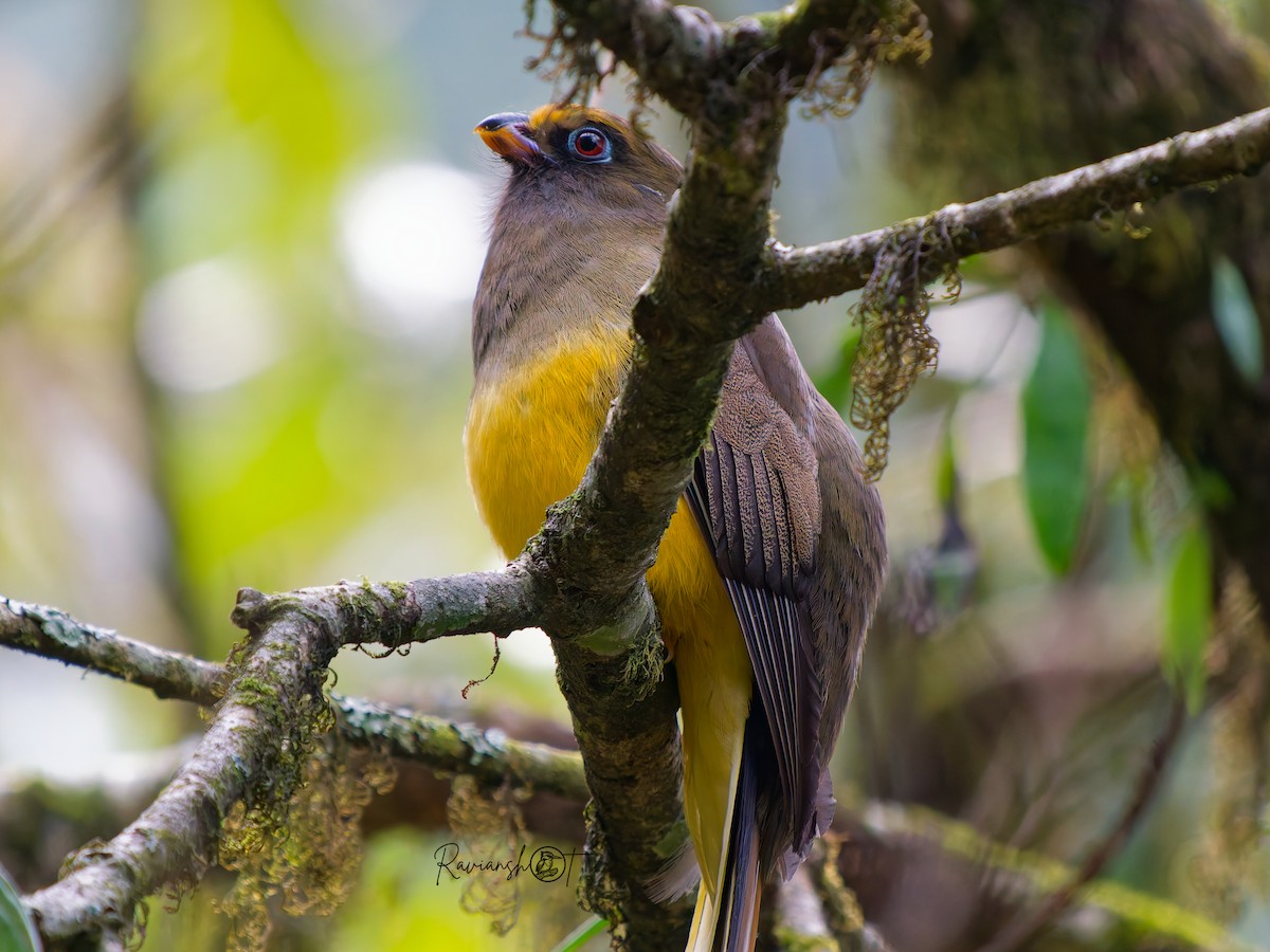 Trogon de Ward - ML634216280