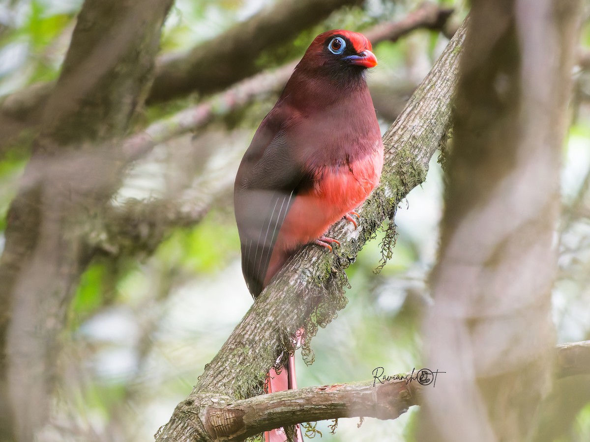 Trogon de Ward - ML634216281