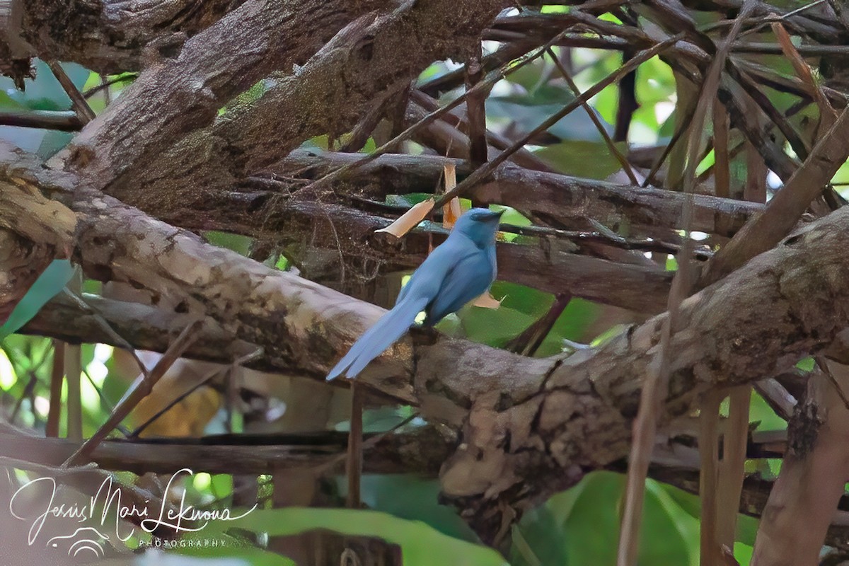 African Blue Flycatcher - ML634216311