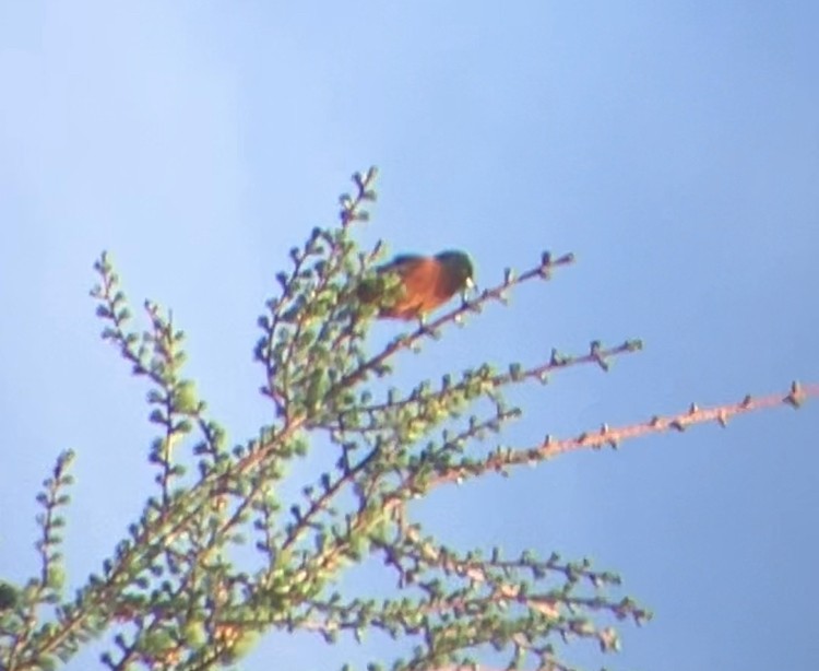 Gartentrupial - ML634216360