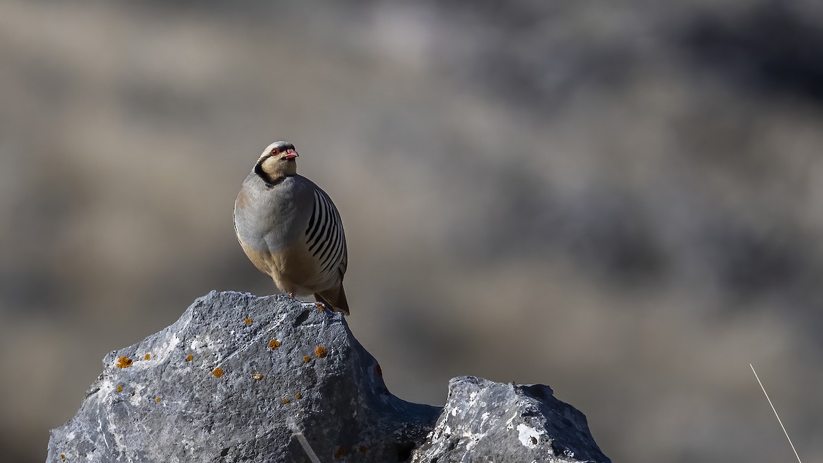 Chukar - ML634216385