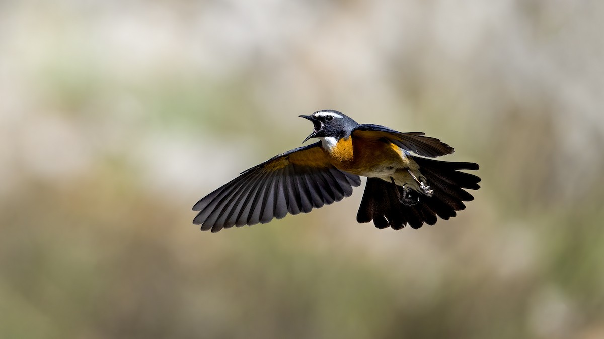 White-throated Robin - ML634216399