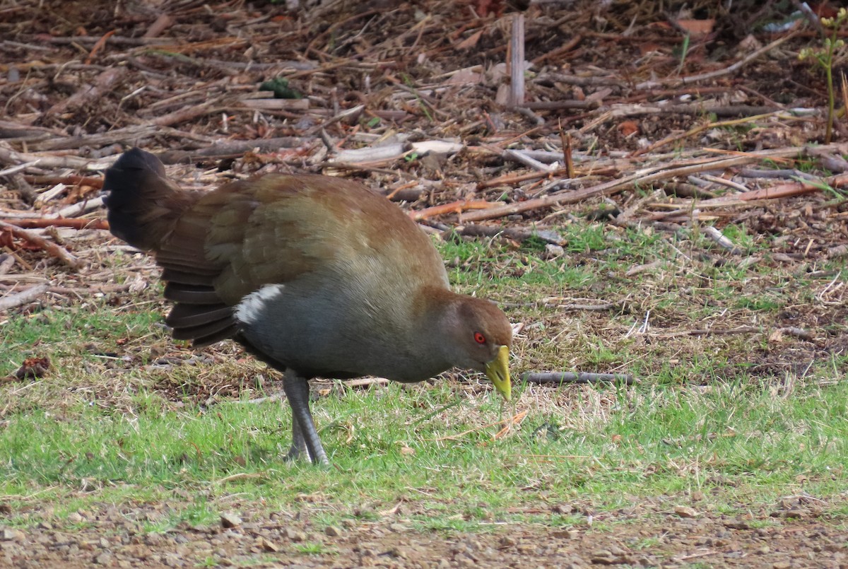 Tasmanian Nativehen - ML634216401