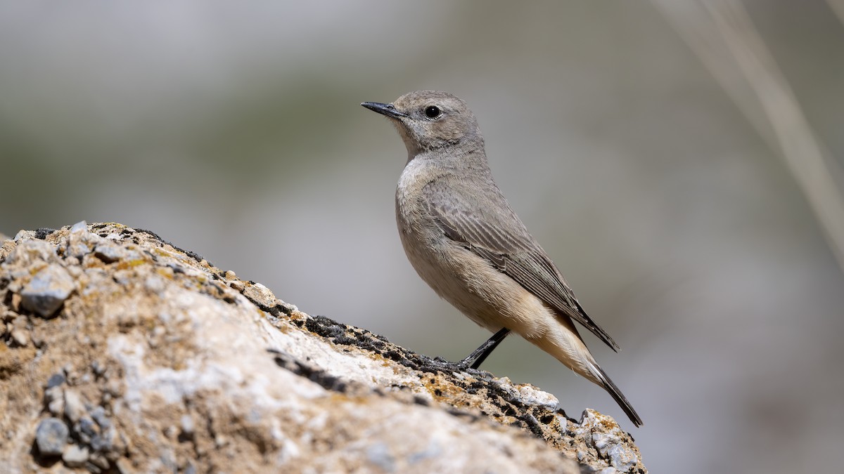 Kurdish Wheatear - ML634216403