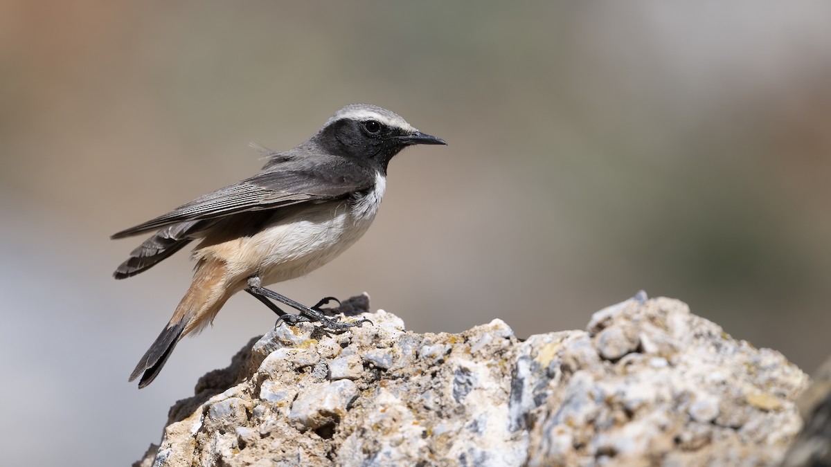 Kurdish Wheatear - ML634216404