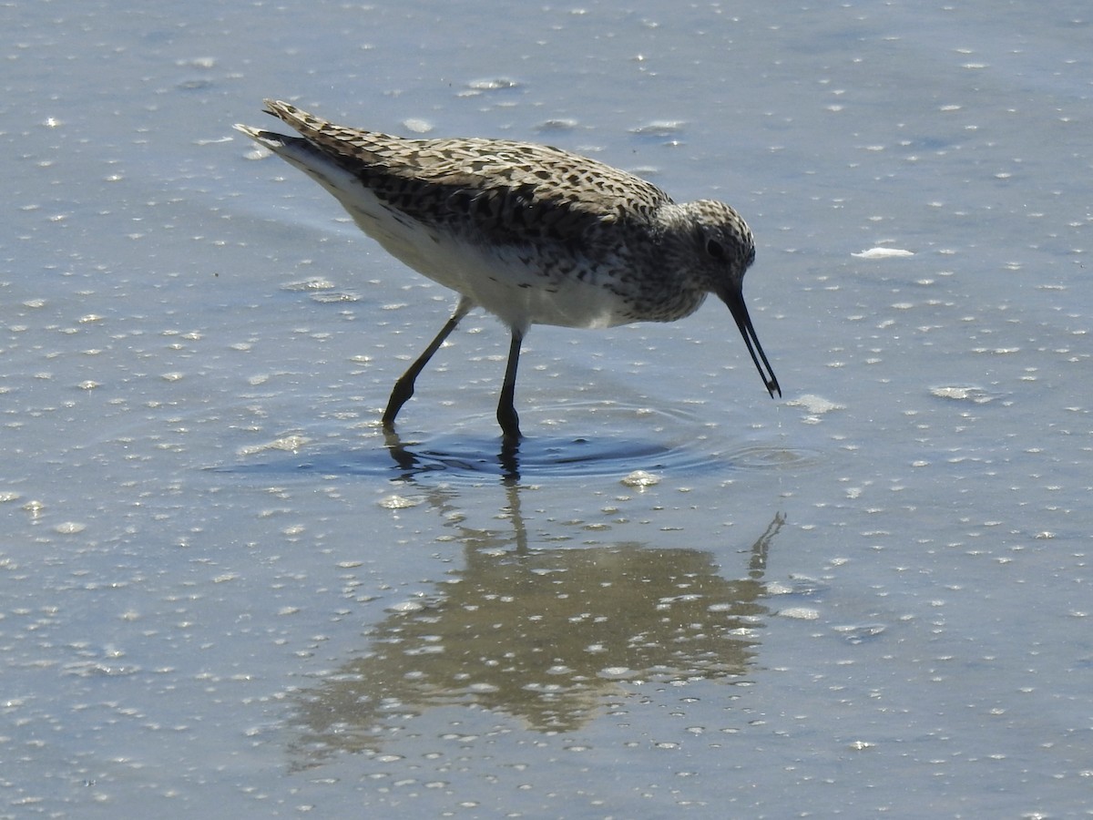Marsh Sandpiper - ML634216429