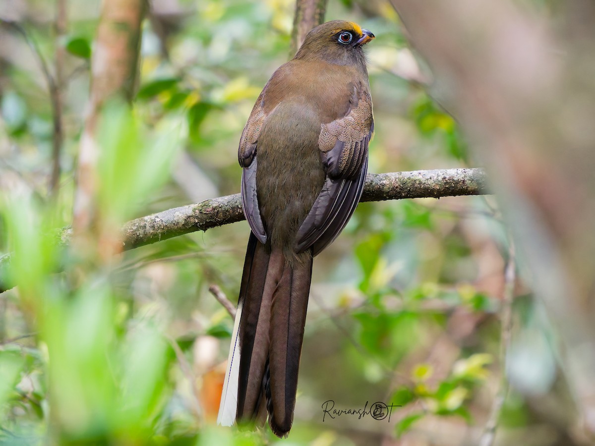 Trogon de Ward - ML634216448