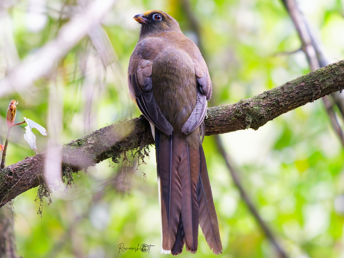 Trogon de Ward - ML634216449