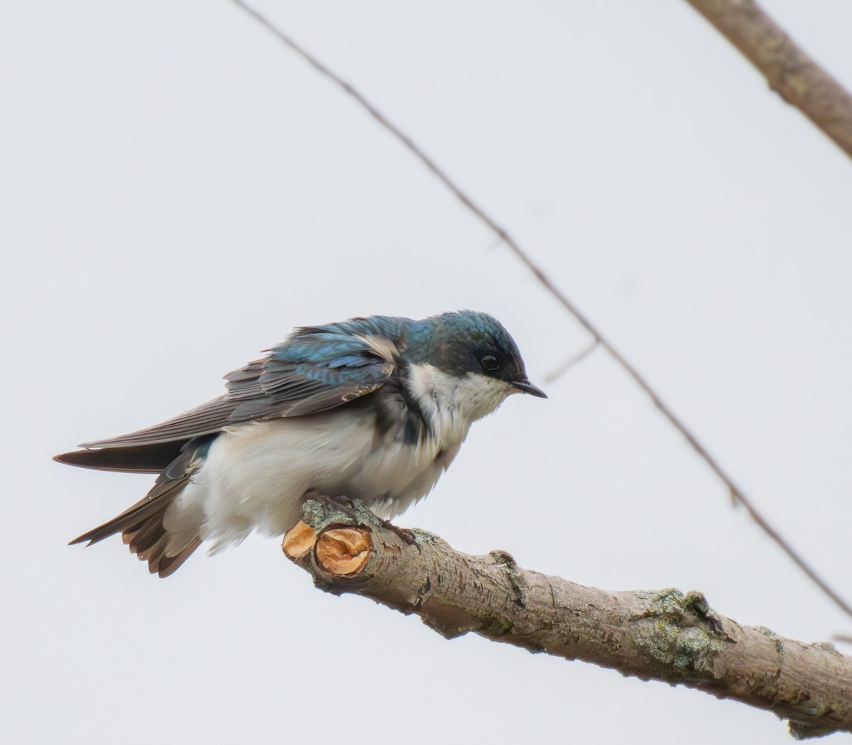 Tree Swallow - ML634216463