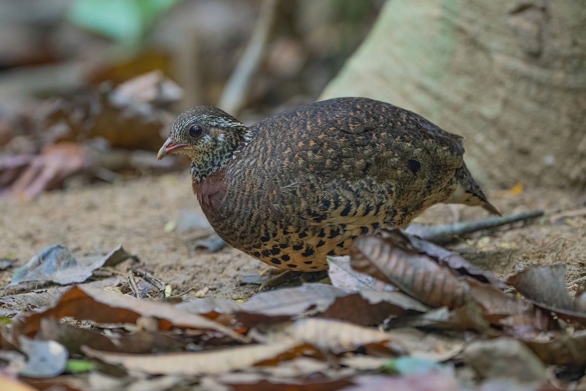 Scaly-breasted Partridge (Tonkin) - ML634216516