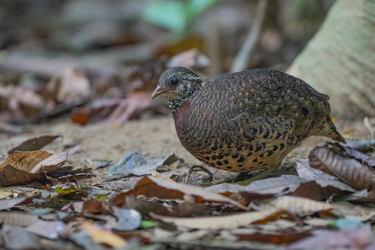 Scaly-breasted Partridge (Tonkin) - ML634216517