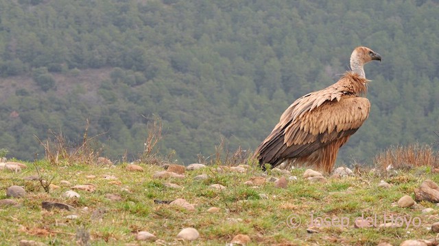 Gänsegeier - ML634216522