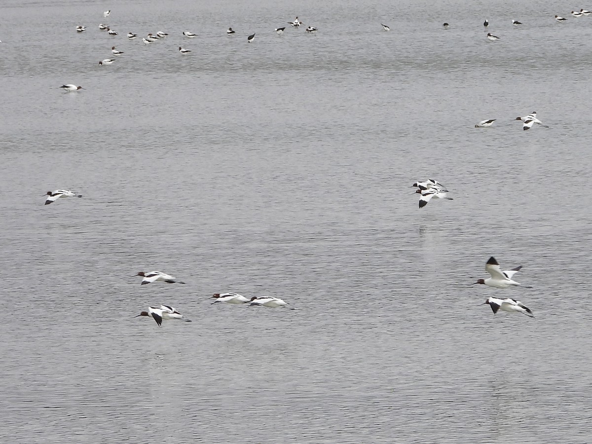 Red-necked Avocet - ML634216600