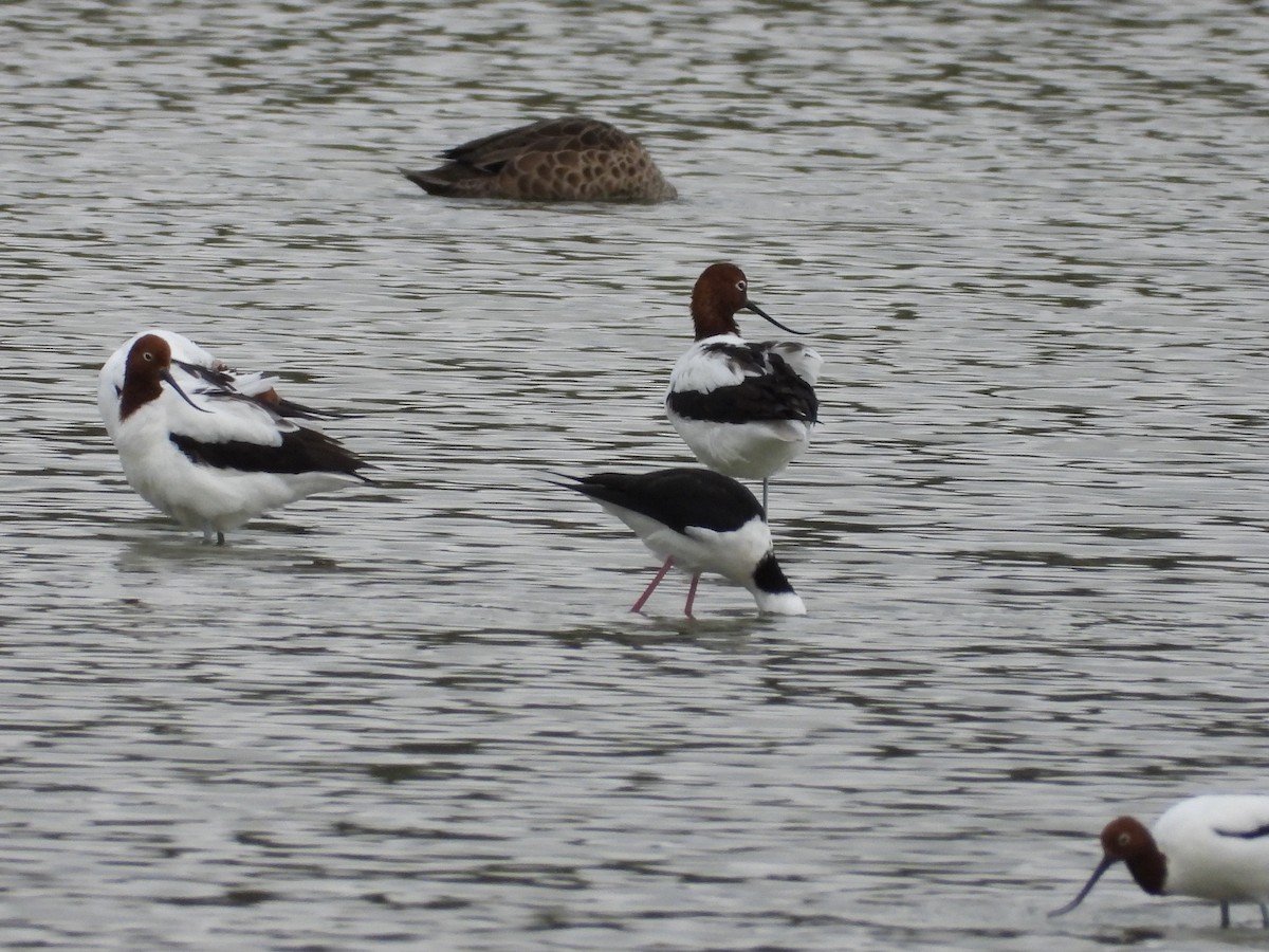 Red-necked Avocet - ML634216604