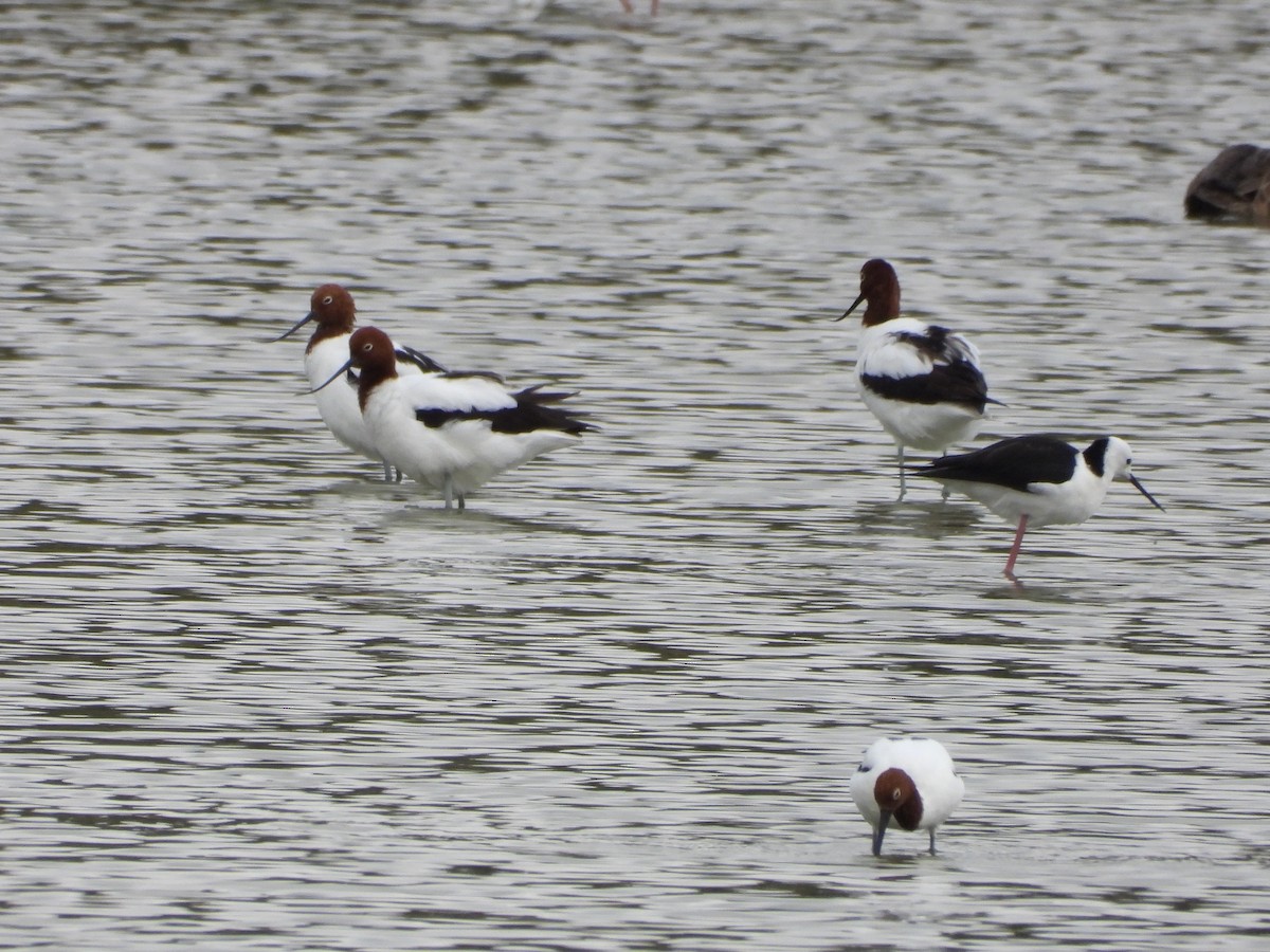 Red-necked Avocet - ML634216605
