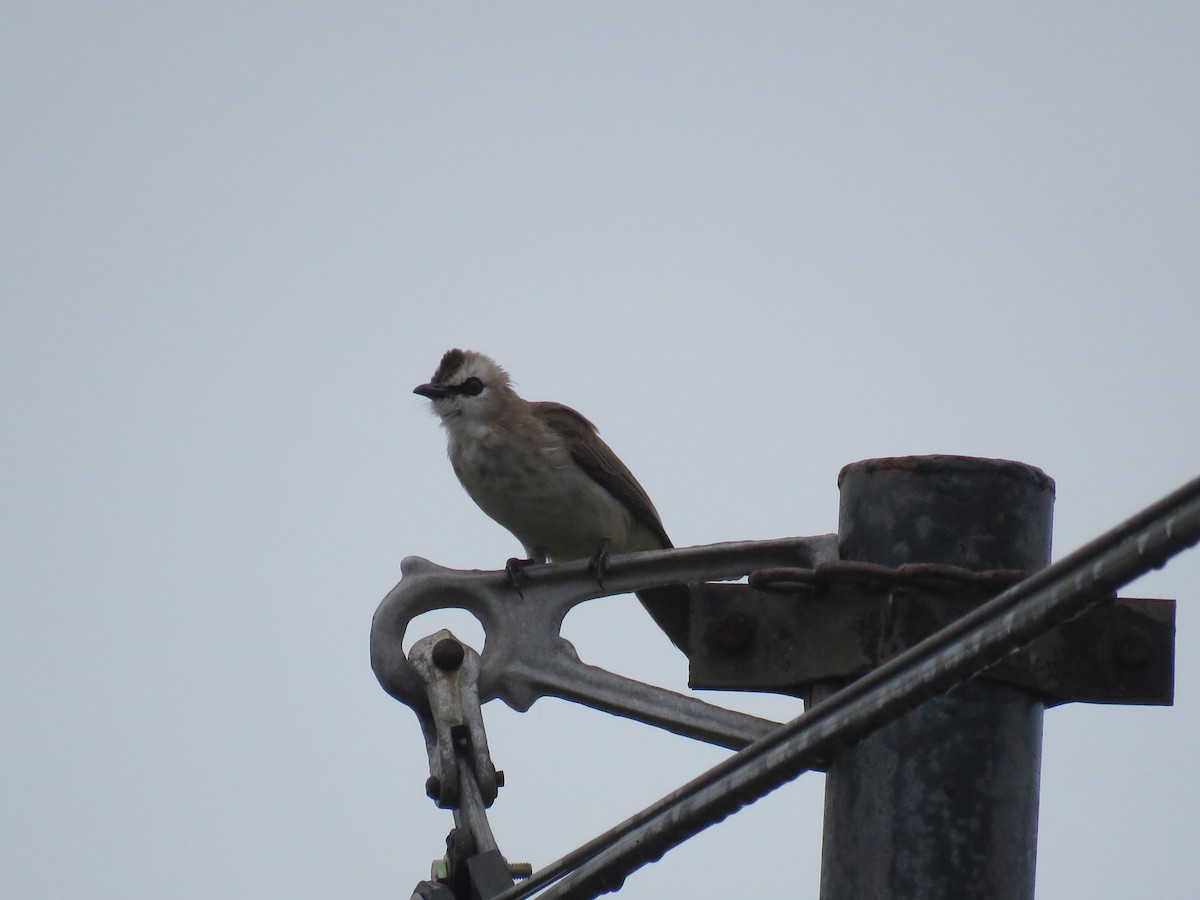 Yellow-vented Bulbul - ML634216640