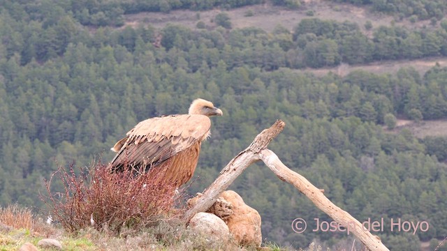 Gänsegeier - ML634216681