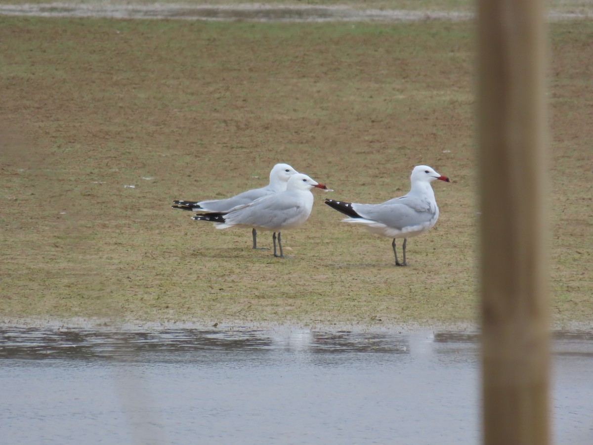 Gaviota de Audouin - ML634216820