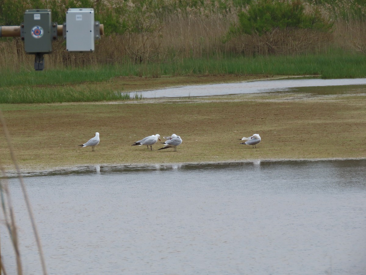 Gaviota de Audouin - ML634216821